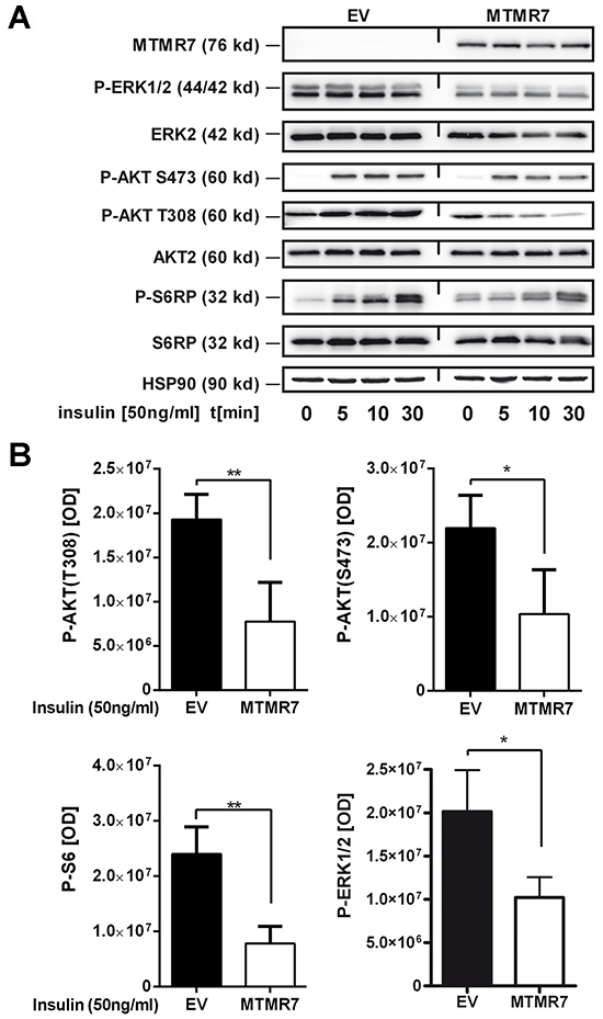 MTMR7 inhibits cellular RTK-signaling.