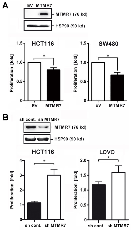 MTMR7 inhibits cell growth.