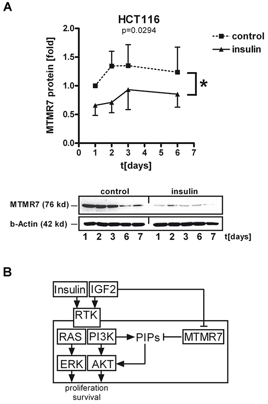 Insulin decreases cellular MTMR7 protein.