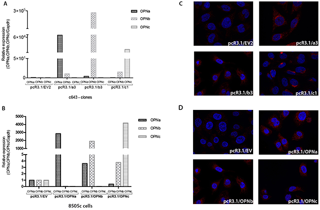 Stable overexpression of each OPN-SV in c643 and 8505c transfected cells.
