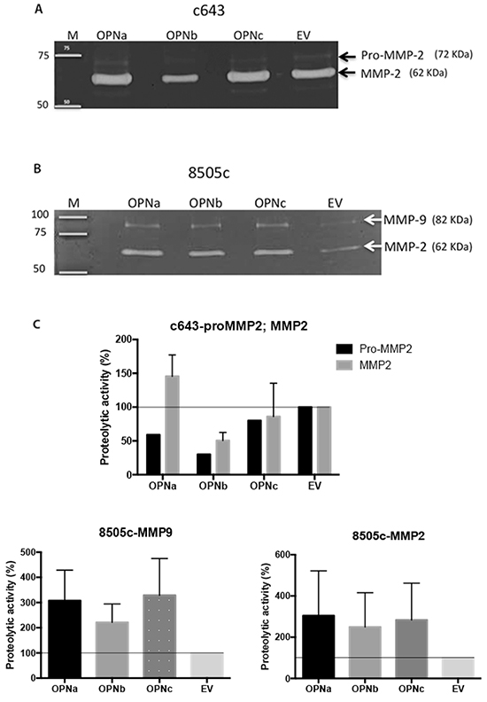 MMP2 and MMP9 activity in cells overexpressing OPN-SV.
