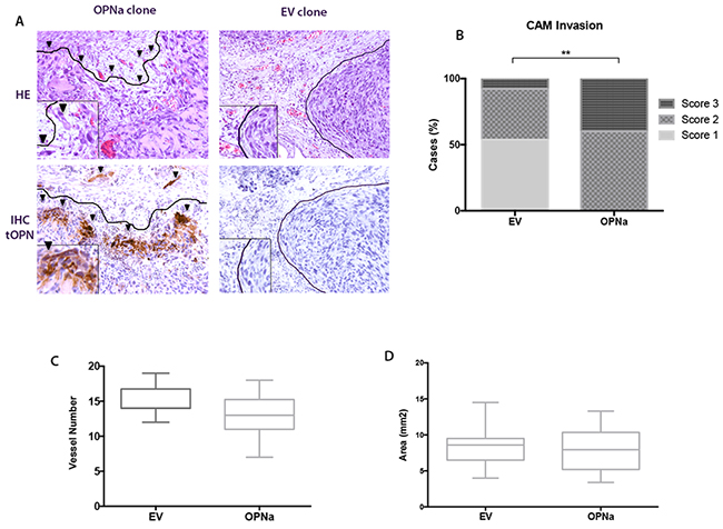 Overexpression of OPNa increases the invasive potential of TC cells in the CAM assay.