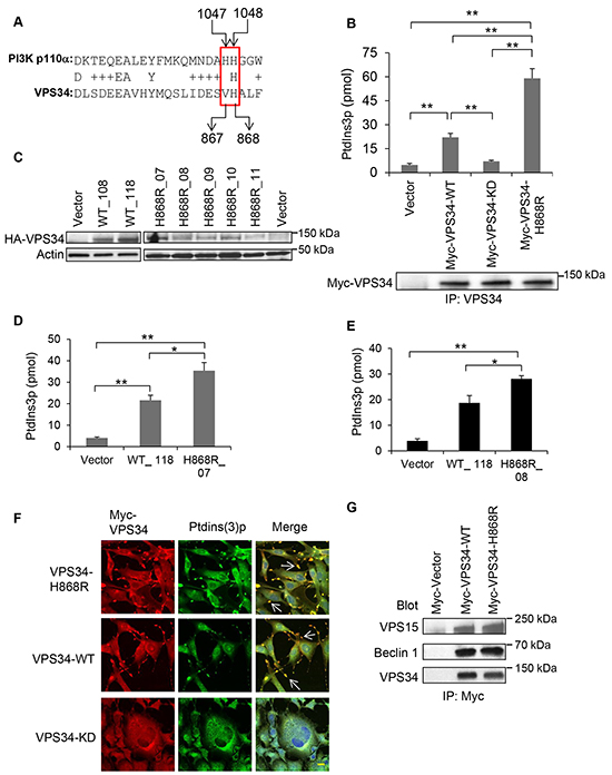 VPS34-H868R exhibits upregulated lipid kinase activity.