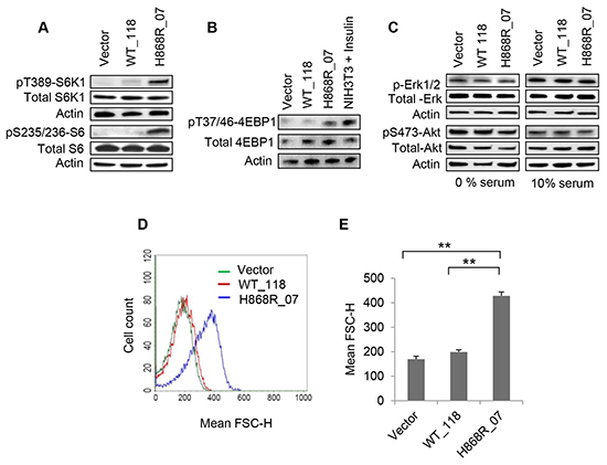 VPS34 activates mTORC1/S6K1, leading to the increase in cell size (referring to Figure 1C for the clones stably expressing vector, VPS34-WT and VPS34-H868R).