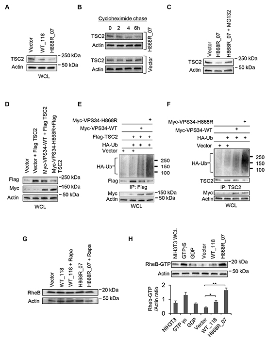 Binding of VPS34 to TSC1 mediates TSC2 ubiquitination and degradation, and the activation of RheB.