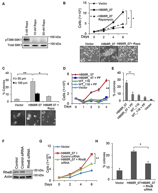 mTOR/S6K1 signaling pathway is necessary for VPS34-induced oncogenic transformation.