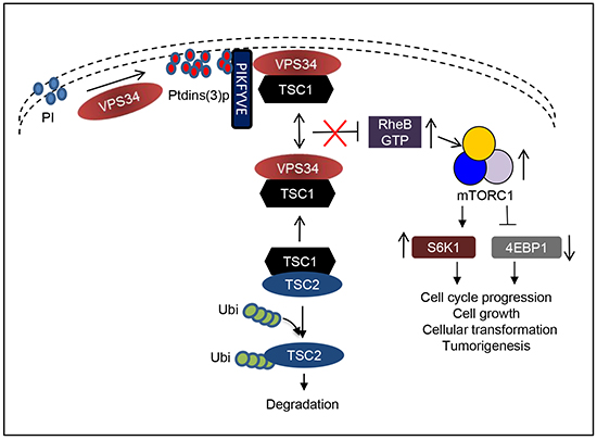Working model depicting VPS34 regulation of mTOR/S6K1 via recruitment of PIKFYVE and TSC1 to the plasma membrane to mediate TSC2 ubiquitination and degradation and RheB activation.