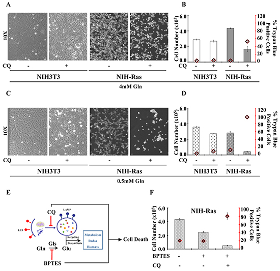 Aggressive proliferative K-Ras transformed fibroblasts show glutamine-dependent metabolic rewiring.
