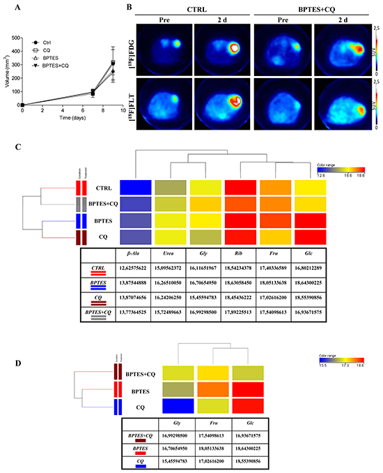 BPTES glutaminase inhibitor and CQ autophagy inhibitor do not show anti-proliferative activity in highly aggressive NIH-Ras tumors.