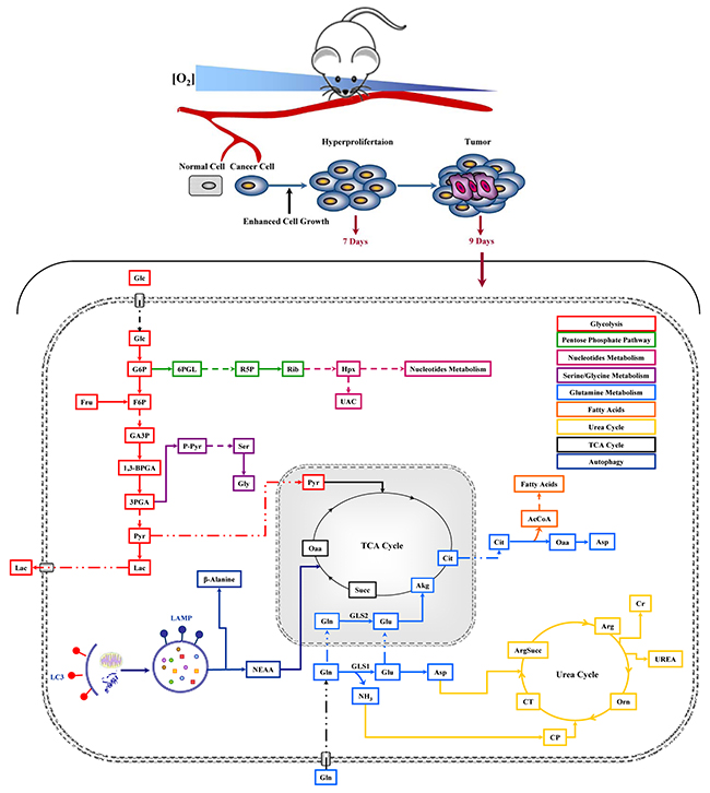 Schematic representation of cancer metabolic pathways identified in in vivo NIH-Ras tumor xenografts and the effect of metabolic interfering drugs.