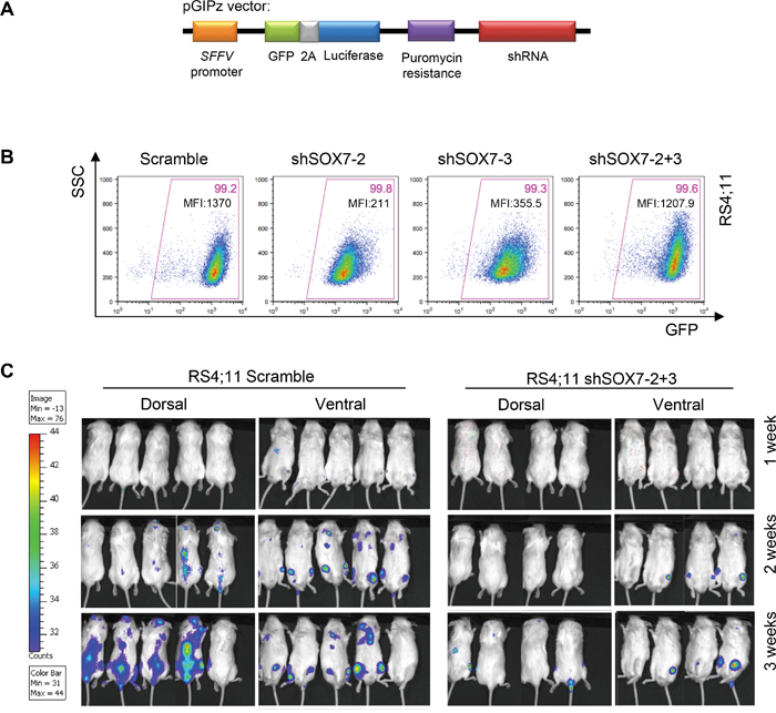 The down-regulation of SOX7 expression in BCP-ALL cells delays leukemogenesis initiation and spreading.