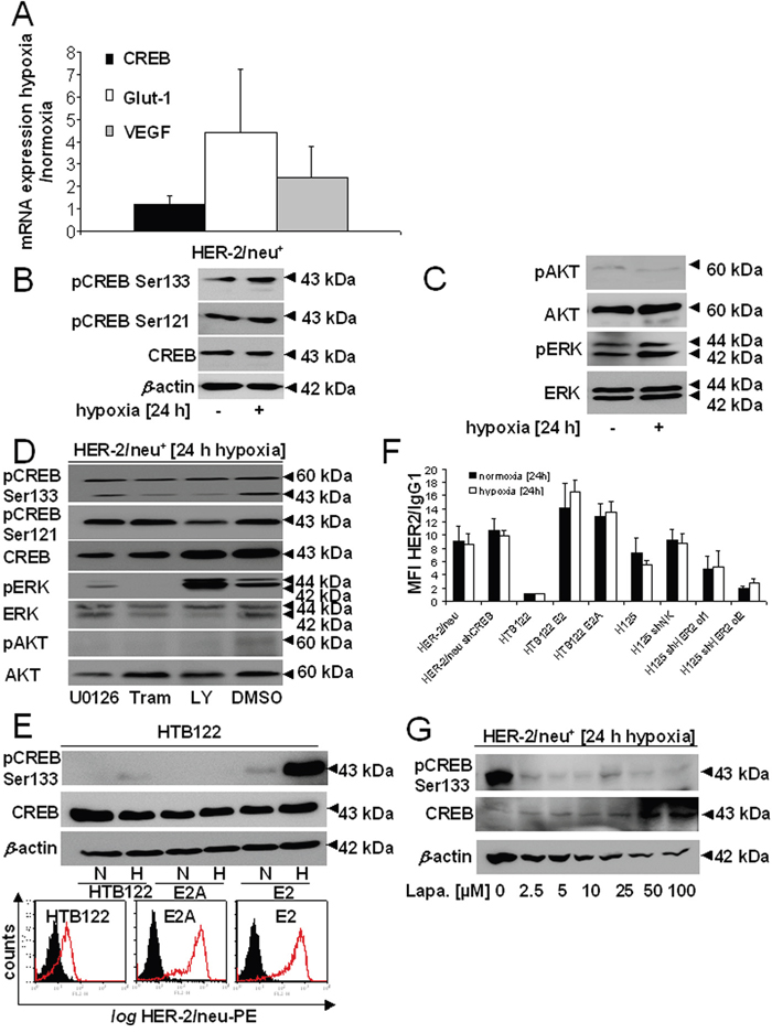 Hypoxia-induced CREB phosphorylation by induction of the MAPK/ERK signal transduction pathway.
