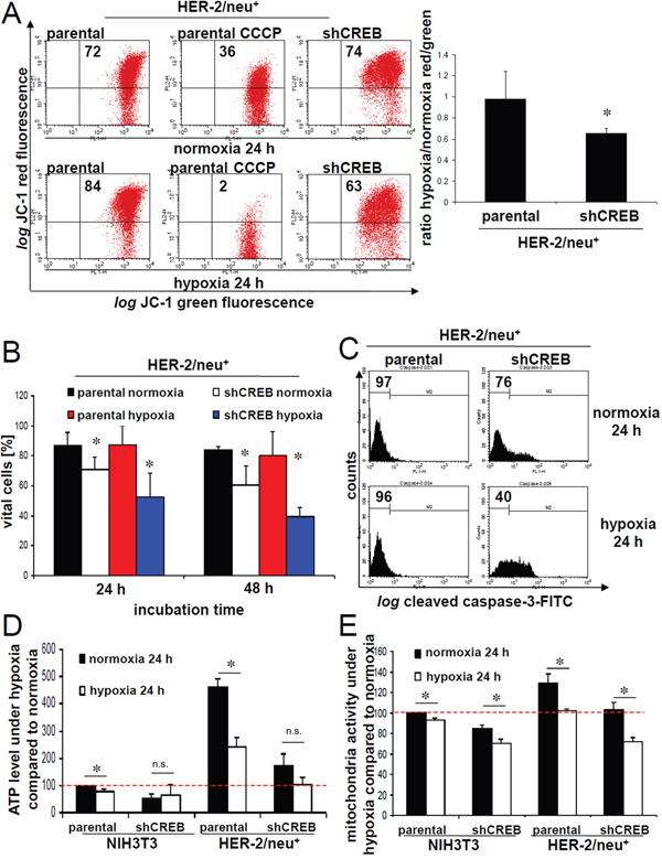 Decreased mitochondrial membrane potential and cell vitality upon CREB silencing.