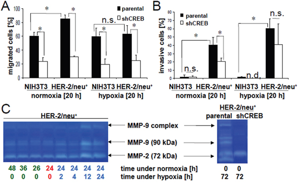 Abrogation of hypoxia-induced invasion by CREB silencing.