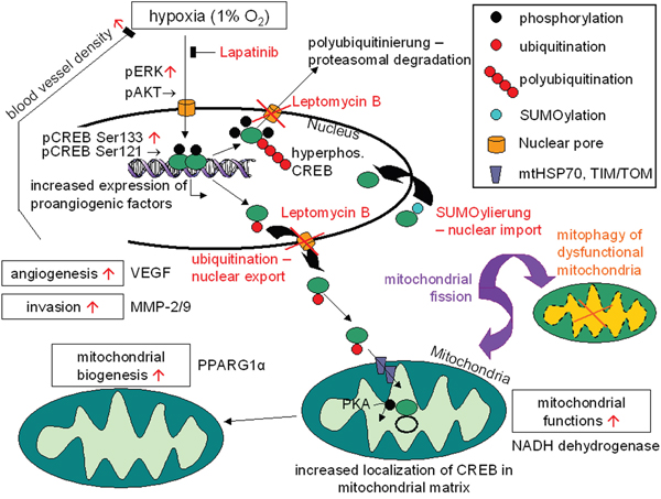 Model for the regulation and functions of CREB activity under hypoxic conditions in nucleus and mitochondria.
