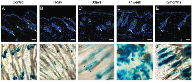 Lgr5+ stem cells remain in their homeostatic location, but Lgr5 progeny repopulated the epidermal basal layer after UV overexposure in haired mice.