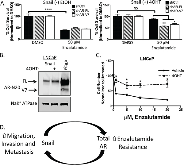 Snail-mediated enzalutamide resistance remains AR dependent.