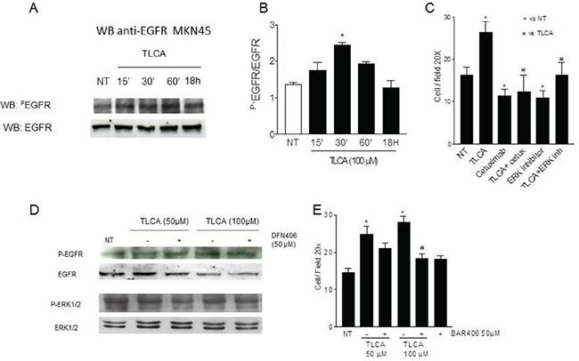 GPBAR1 activation by TLCA in MKN45 cells causes EGFR phosphorylation.