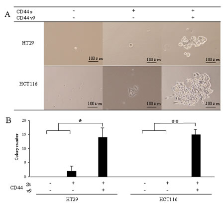 Colony formation in colon cancer cells expressed CD44s[+]v9[+], CD44s[+]v9[-], and CD44s[-]v9[-].