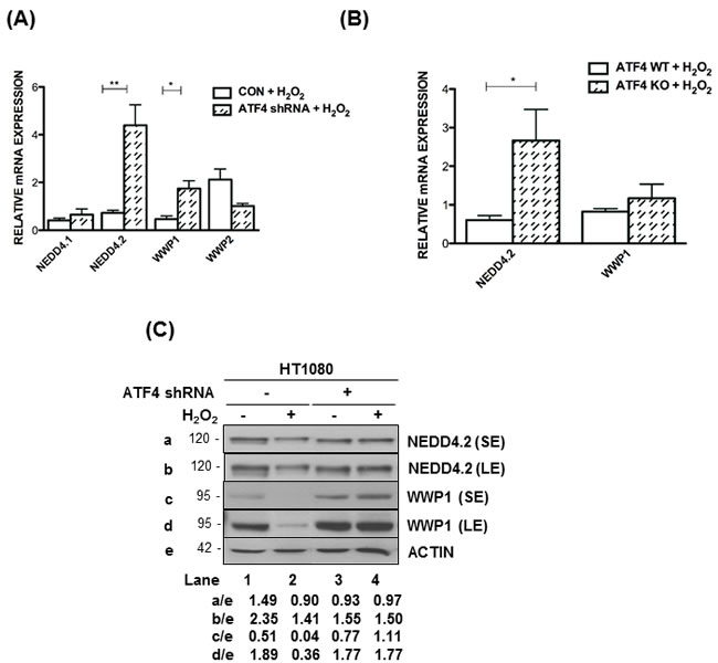 ATF4 decreases NEDD4 and WWP1 expression under oxidative stress.