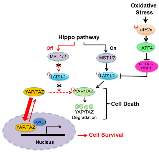 Schematic representation of regulation of HIPPO pathway by the eIF2&#x3b1;P-ATF4 arm under oxidative stress.