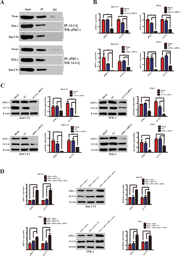 14-3-3&#x03B6; cooperates with aPKC-&#x03B9; and regulates mutually.