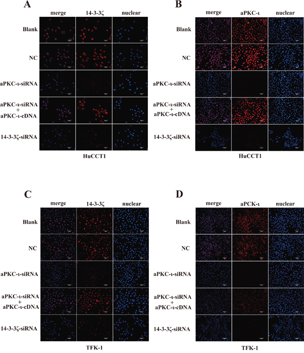 Immunofluorescence staining of 14-3-3&#x03B6; and aPKC-&#x03B9;.