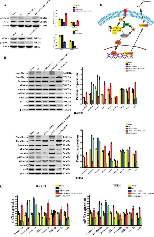 14-3-3&#x03B6; and aPKC-&#x03B9; synergistically facilitate EMT of cholangiocarcinoma via GSK-3&#x03B2;/Snail signaling pathway.