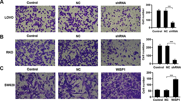 WISP1 shRNA inhibits invasion.