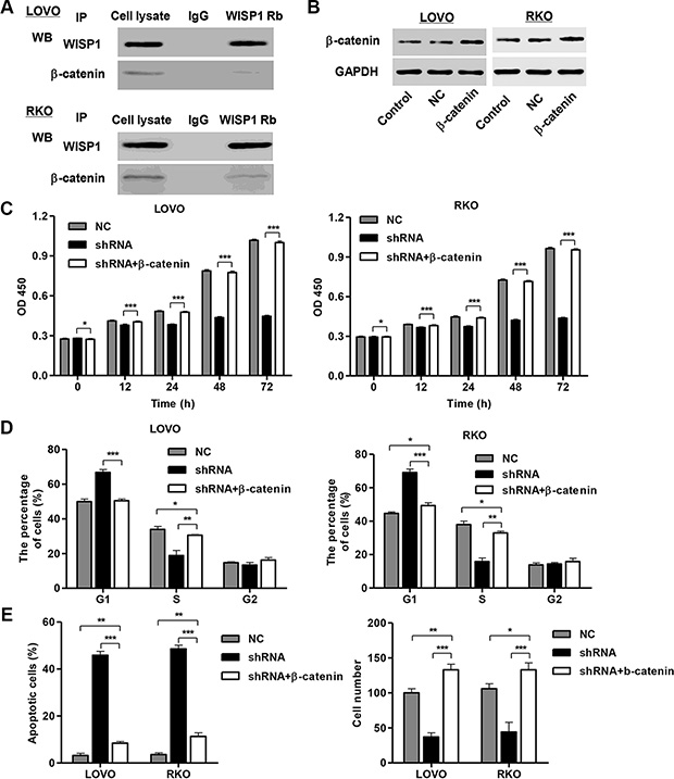 WISP1 binds to &#x03B2;-catenin in vitro.