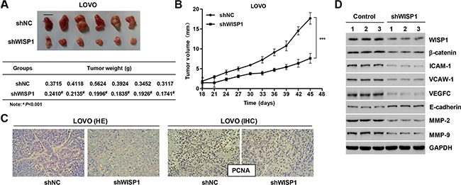 Knockdown of WISP1 in CC cells reduces tumor growth in vivo.