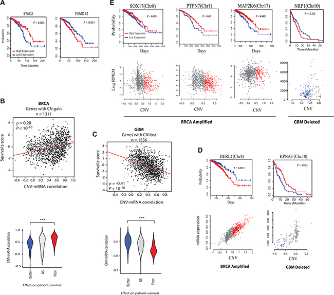 Analysis of the effect of CR-high and CR-low genes&#x2019; expression on clinical outcome. (A