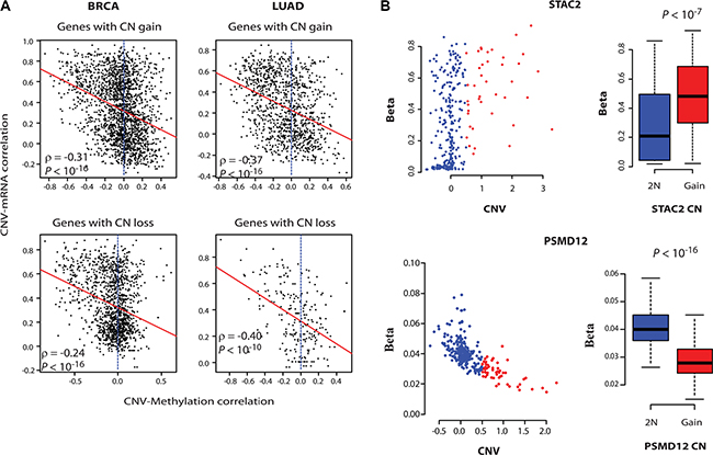 DNA methylation controls the expression of onco-passenger genes.