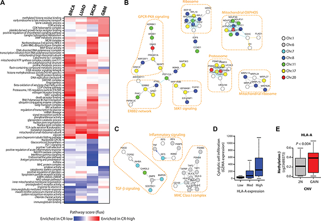 CR-low genes encode tumor suppressor pathways.