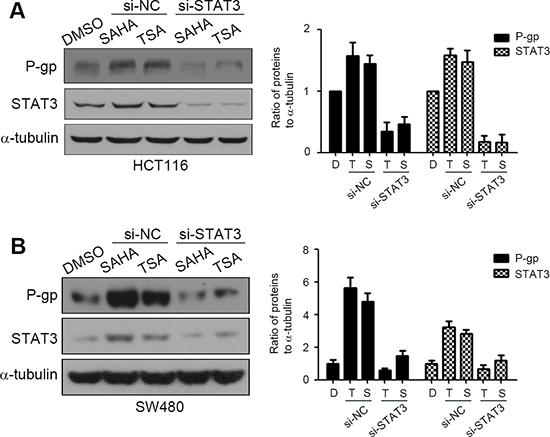 STAT3 is crucial for HDACIs-mediated P-gp up-regulation.