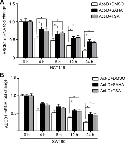 HDACIs enhance ABCB1 mRNA stability in CRC cells.