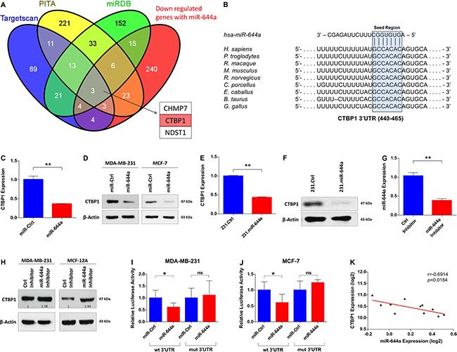 CTBP1 is a direct target of miR-644a.