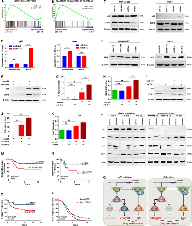 miR-644a/CTBP1-mediated wild type or mutant p53 upregulation acts as a switch on G1-arrest or apoptosis, and CTBP1 expression predicts survival of patients with p53 mutation.