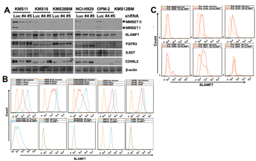 Validation of LC-MS/MS measurements with selected proteins.