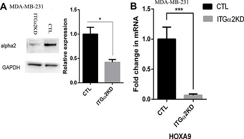 Reduced expression of HOXA9 by inhibition of integrin &#x03B1;2.