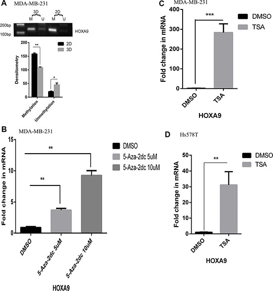 Hypomethylation of the HOXA9 promoter in lrECM 3D culture.
