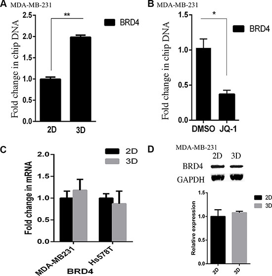 Elevated binding of BRD4 to the HOXA9 promoter in lrECM 3D culture.