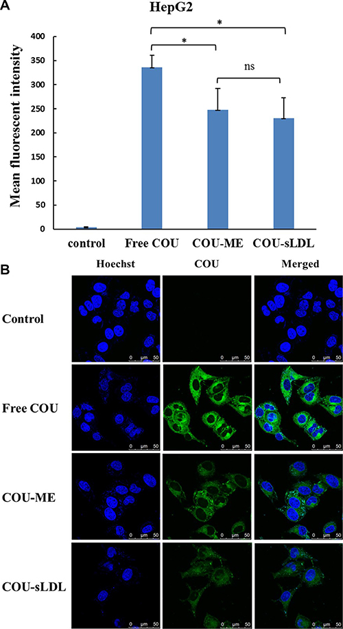 Uptake of COU by HepG2 cells determined by flow cytometric analysis (A) and by confocal (B).