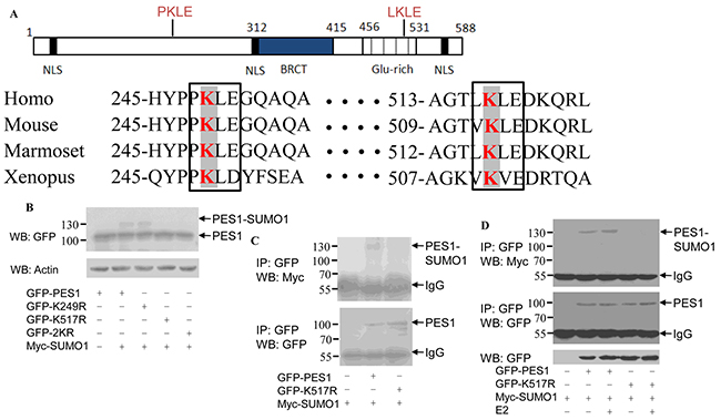 Identification of SUMOylation sites in PES1.