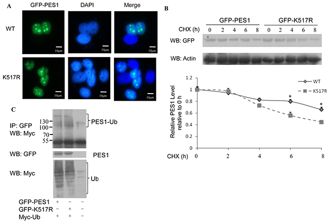 Effect of SUMOylation on the nucleolar distribution and stability of PES1.