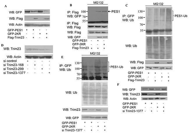 Effect of ubiquitin E3 ligase Trim23 on the stability of PES1.