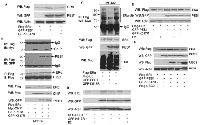 Effect of PES1 SUMOylation on the stability of ER&#x03B1;.