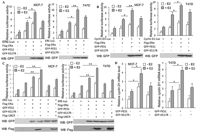 SUMOylation of PES1 upregulates the transcriptional activities of ER&#x03B1; and its downstream target gene.