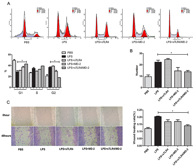 sTLR4/MD-2 complex inhibits the cell cycle, migration and invasion of CRC cells induced by LPS.