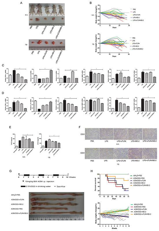 sTLR4/MD-2 complex protects mice from tumor.